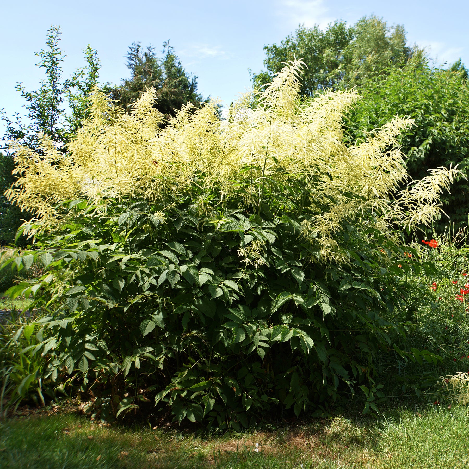 Vente Barbe de bouc dioïques - Aruncus dioicus