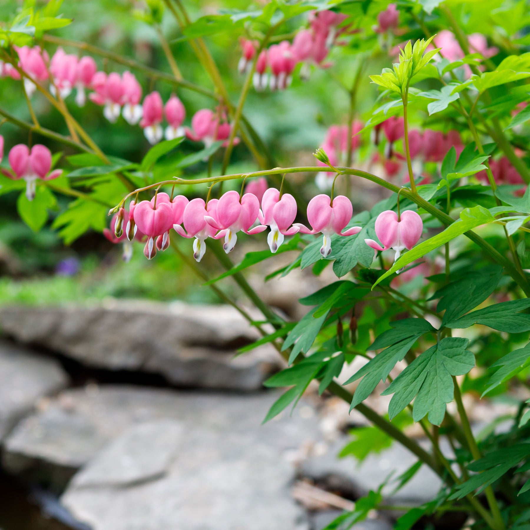 Cœur de Marie - Coeur de Marie - Dicentra spectabilis