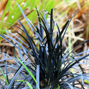 Vivaces couvre-sol - Ophiopogon noir Niger - Ophiopogon planiscapus Nigrescens