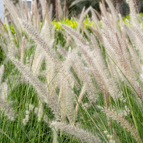 Pennisetum alopecuroides Hameln - Herbe aux écouvillons Hameln - Pennisetum - Pennisetum