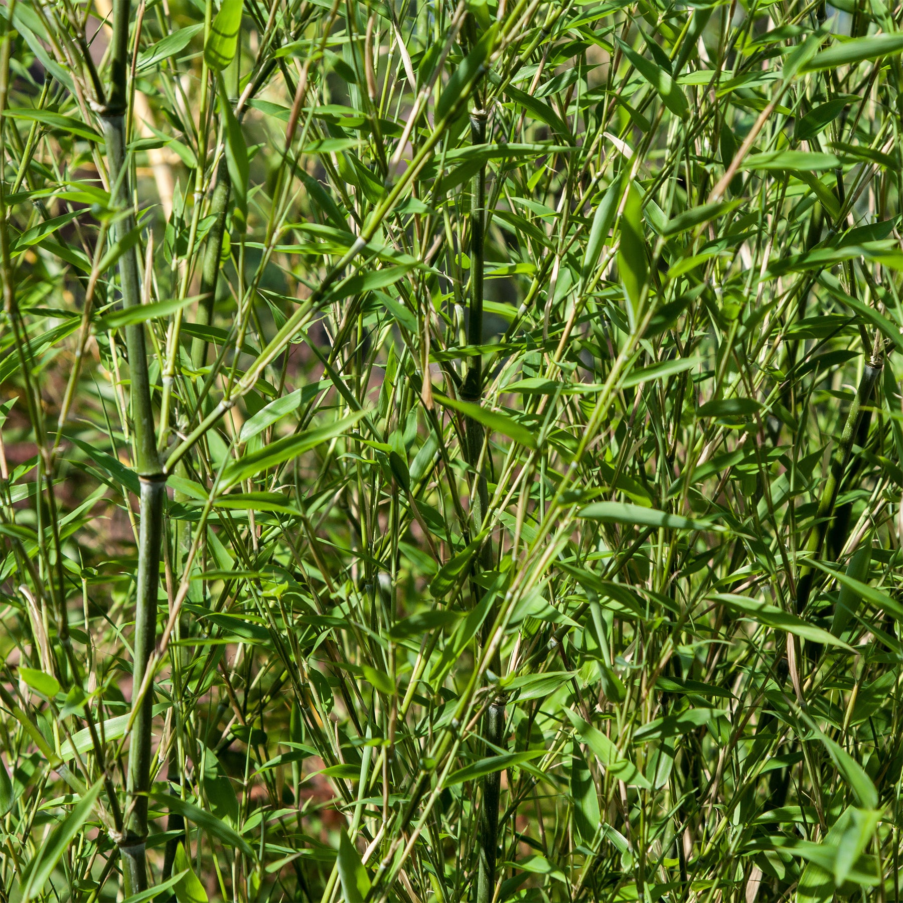 Vente Bambou traçant à chaumes verts