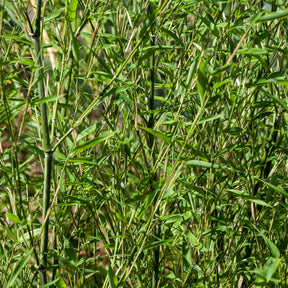 Vente Bambou traçant à chaumes verts