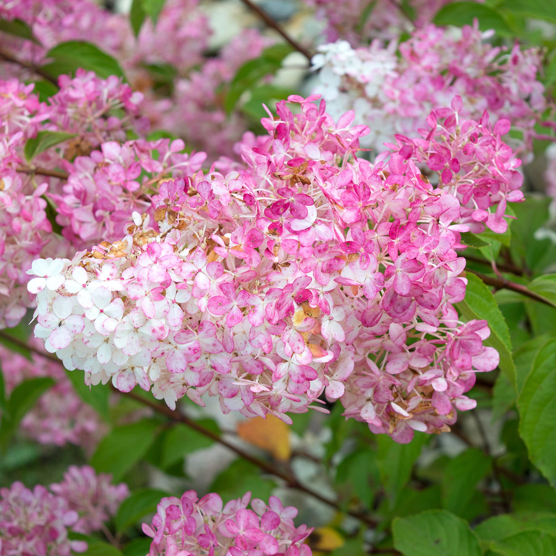 Hortensia paniculé Vanille Fraise® Renhy