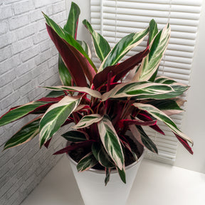 Calathea 'Triostar'