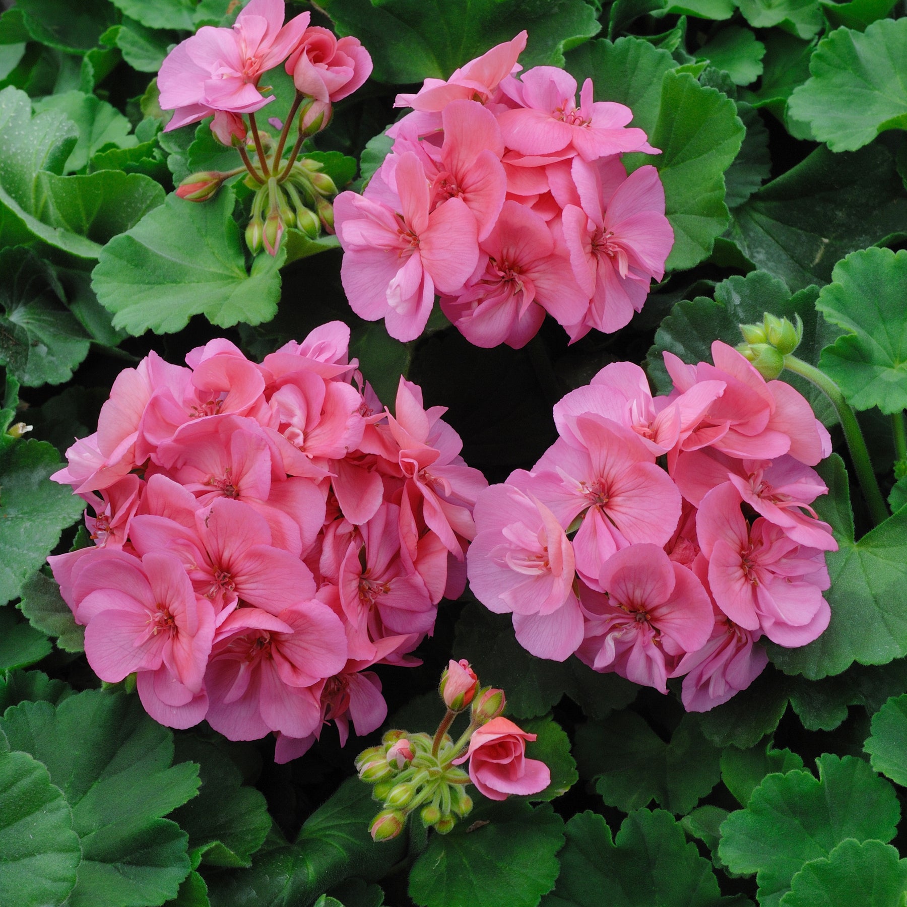 Géranium de balcon - Géranium zonale rose - Pelargonium zonale