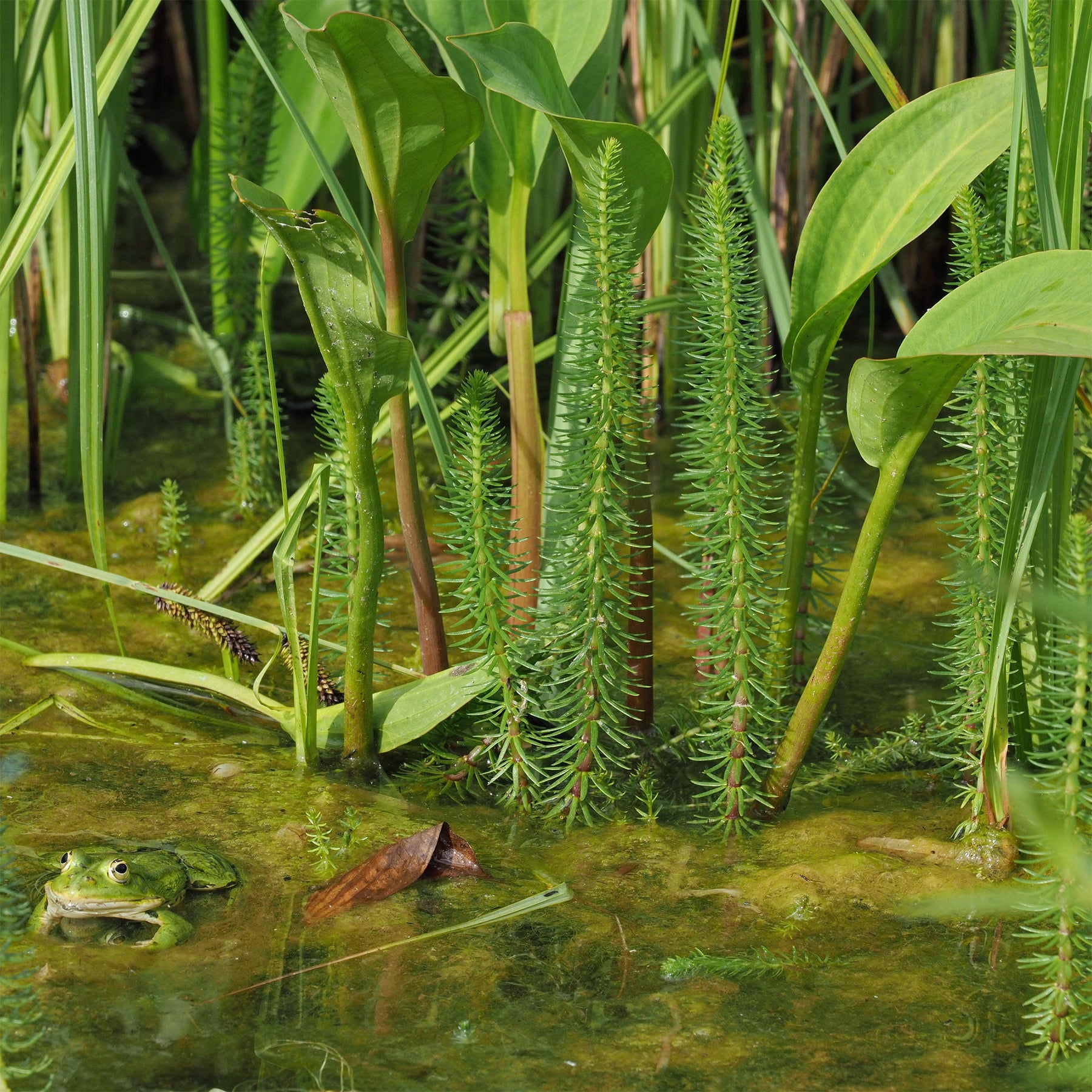 Hippuris vulgaris - Pesse d'eau - Hippuris vulgaris - Plantes oxygénantes