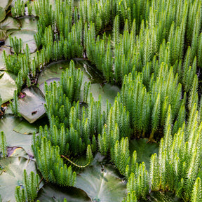 Pesse d'eau - Hippuris vulgaris - Hippuris vulgaris - Willemse