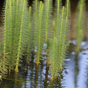 Plantes oxygénantes - Pesse d'eau - Hippuris vulgaris - Hippuris vulgaris
