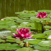 Nénuphar Attraction - Willemse