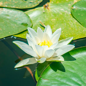 Nénuphar Marliacea Albida