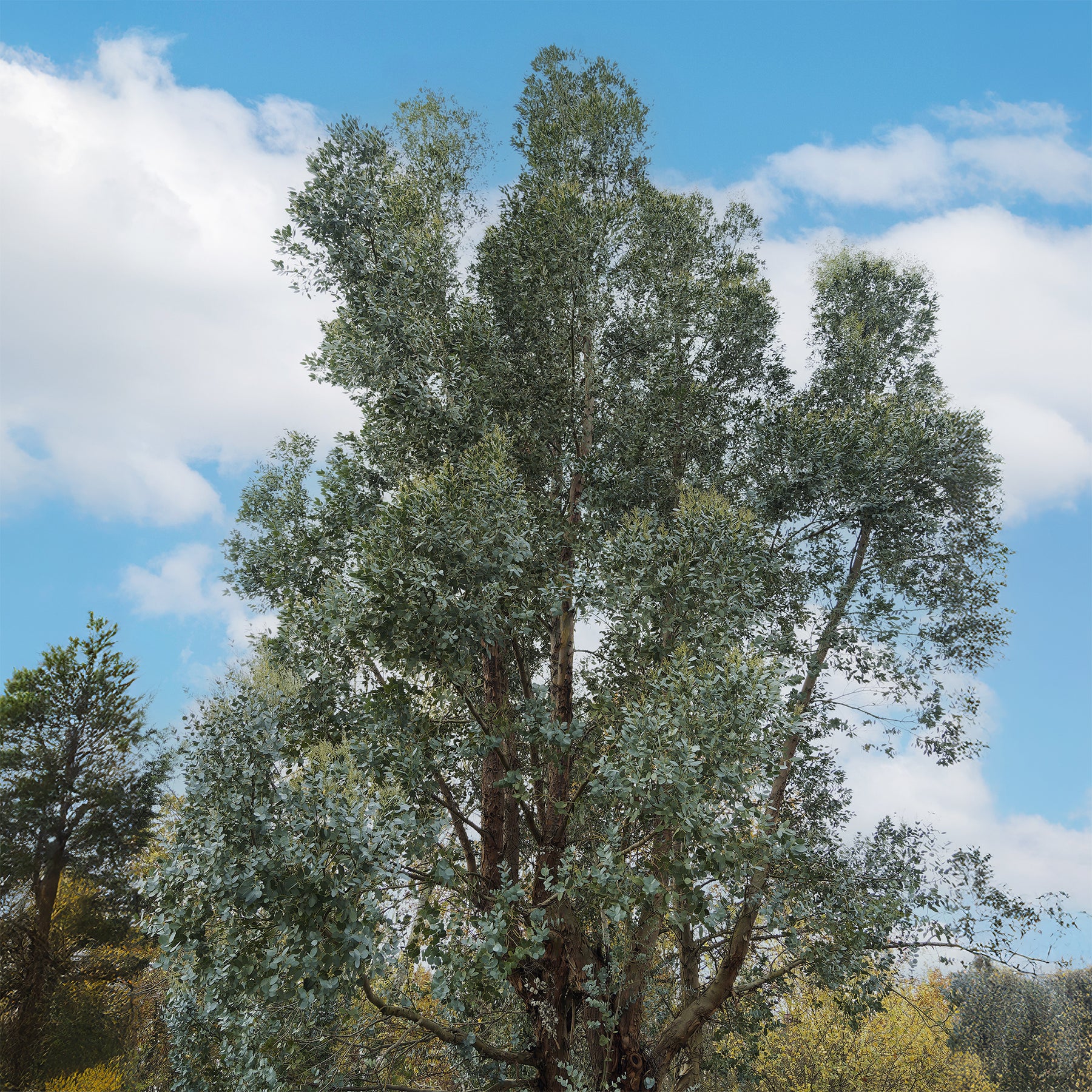 Vente Eucalyptus gunnii - Eucalyptus gunnii