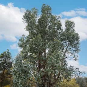 Vente Eucalyptus gunnii - Eucalyptus gunnii