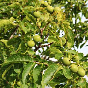Juglans regia - Noyer commun - Noyer