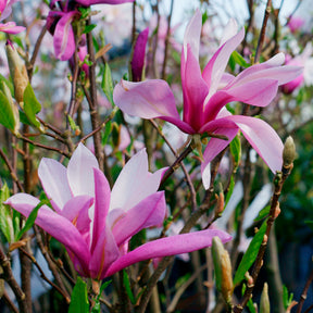 Magnolia de Soulange