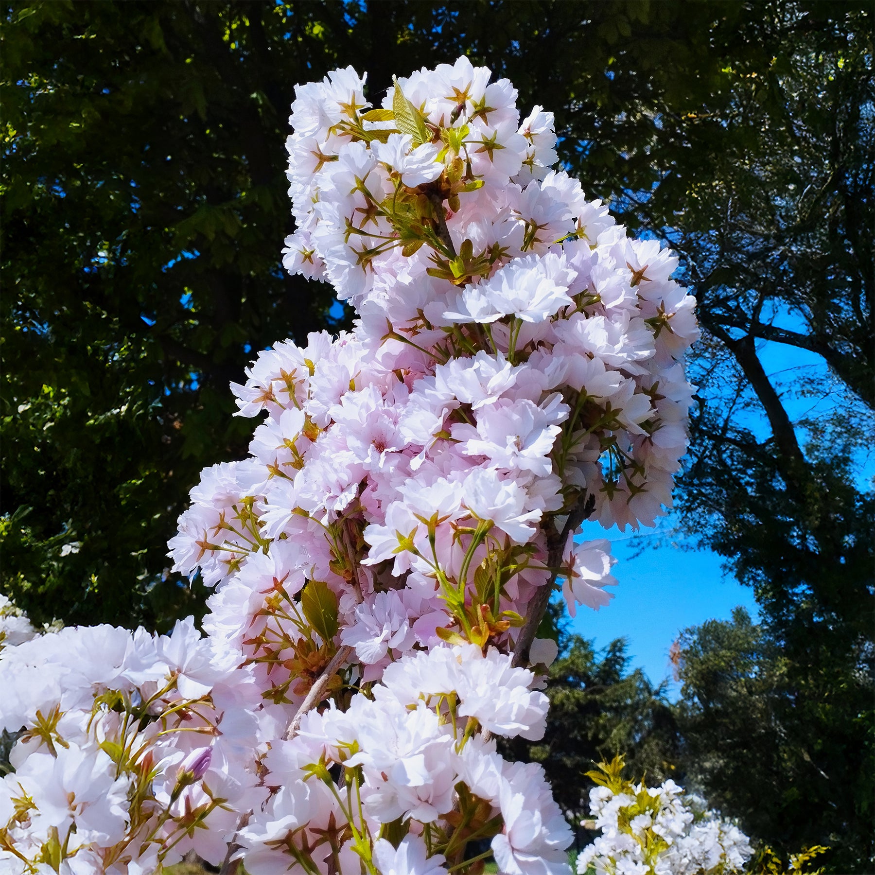 Prunus serrulata amanogawa - Cerisier à fleurs Amanogawa - Cerisier du Japon