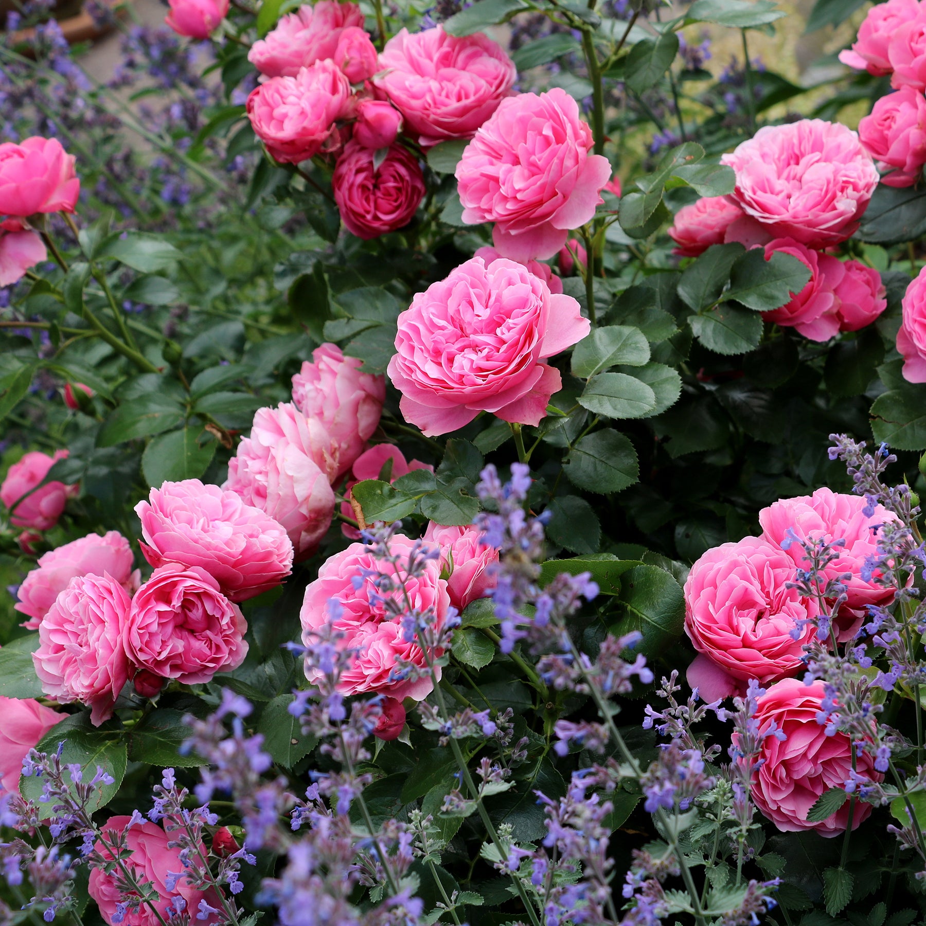 Rosiers à fleurs groupées polyantha - Rosier floribunda Leonardo da Vinci ® Medeauri - Rosa floribunda Leonardo Da Vinci ® Meideauri