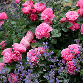 Rosiers à fleurs groupées polyantha - Rosier floribunda Leonardo da Vinci ® Medeauri - Rosa floribunda Leonardo Da Vinci ® Meideauri