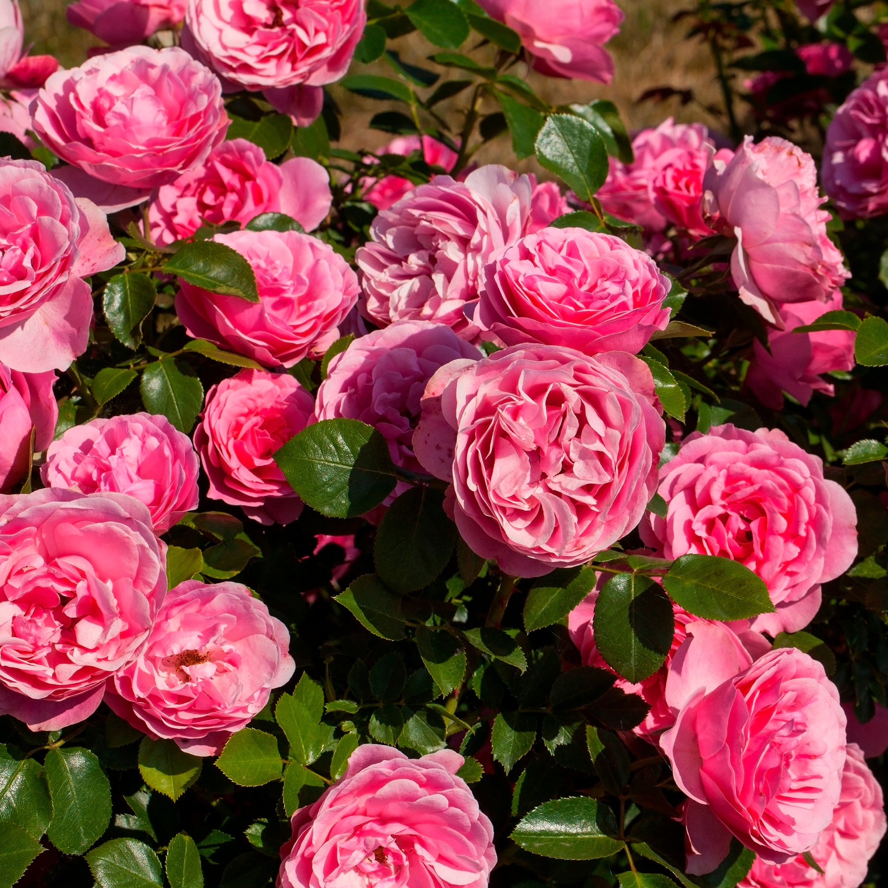 Rosier floribunda Leonardo da Vinci ® Medeauri - Willemse