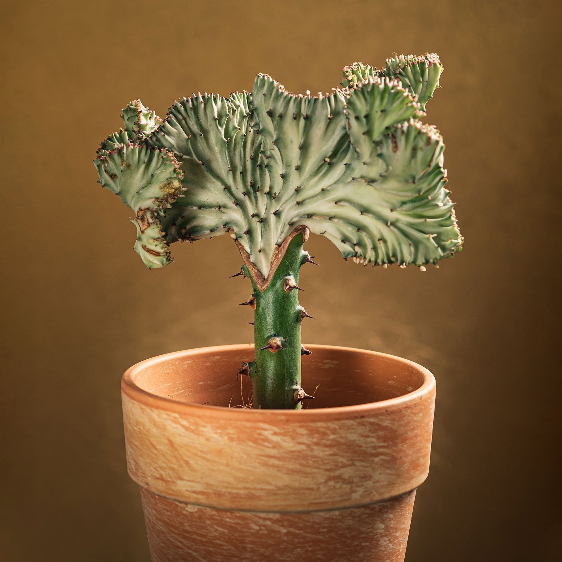 Euphorbe lactée - Euphorbia lactea Cristata - Willemse