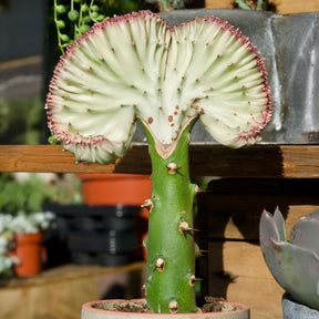 Euphorbia lactea Cristata - Euphorbe lactée - Cactus et plantes grasses