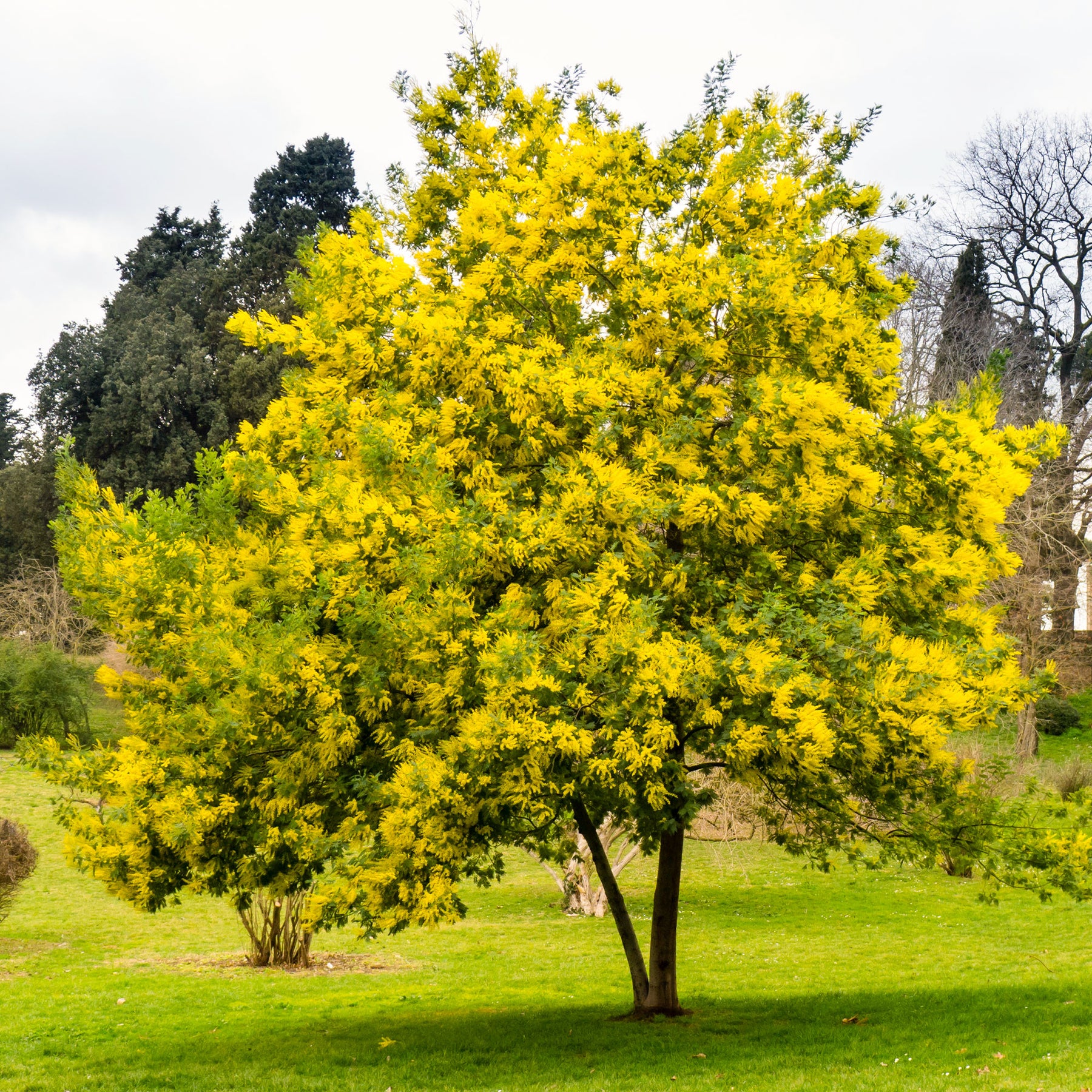 Vente Mimosa d'hiver