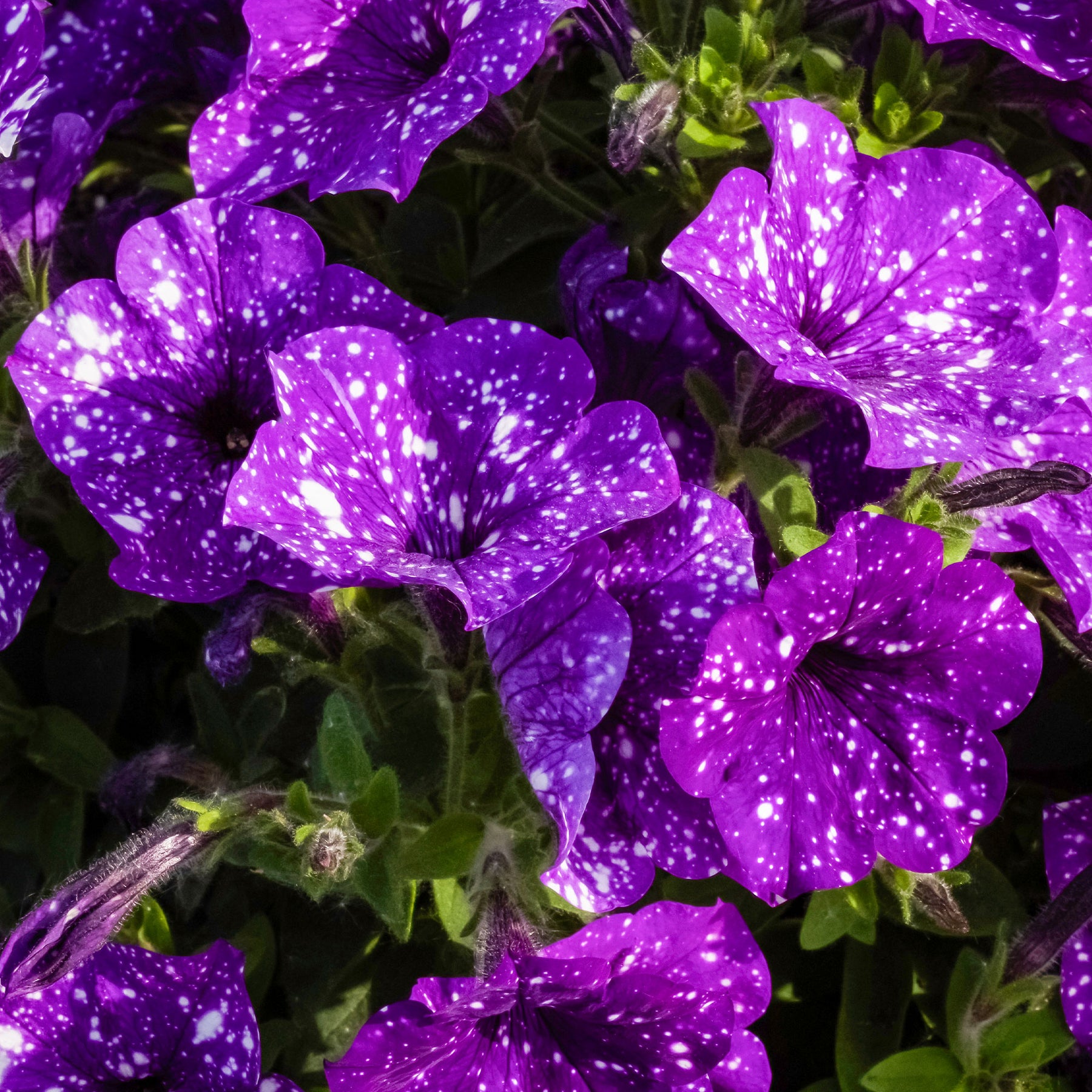 3 Pétunias mouchetés Nuit étoilée - Petunia Nightsky - Willemse