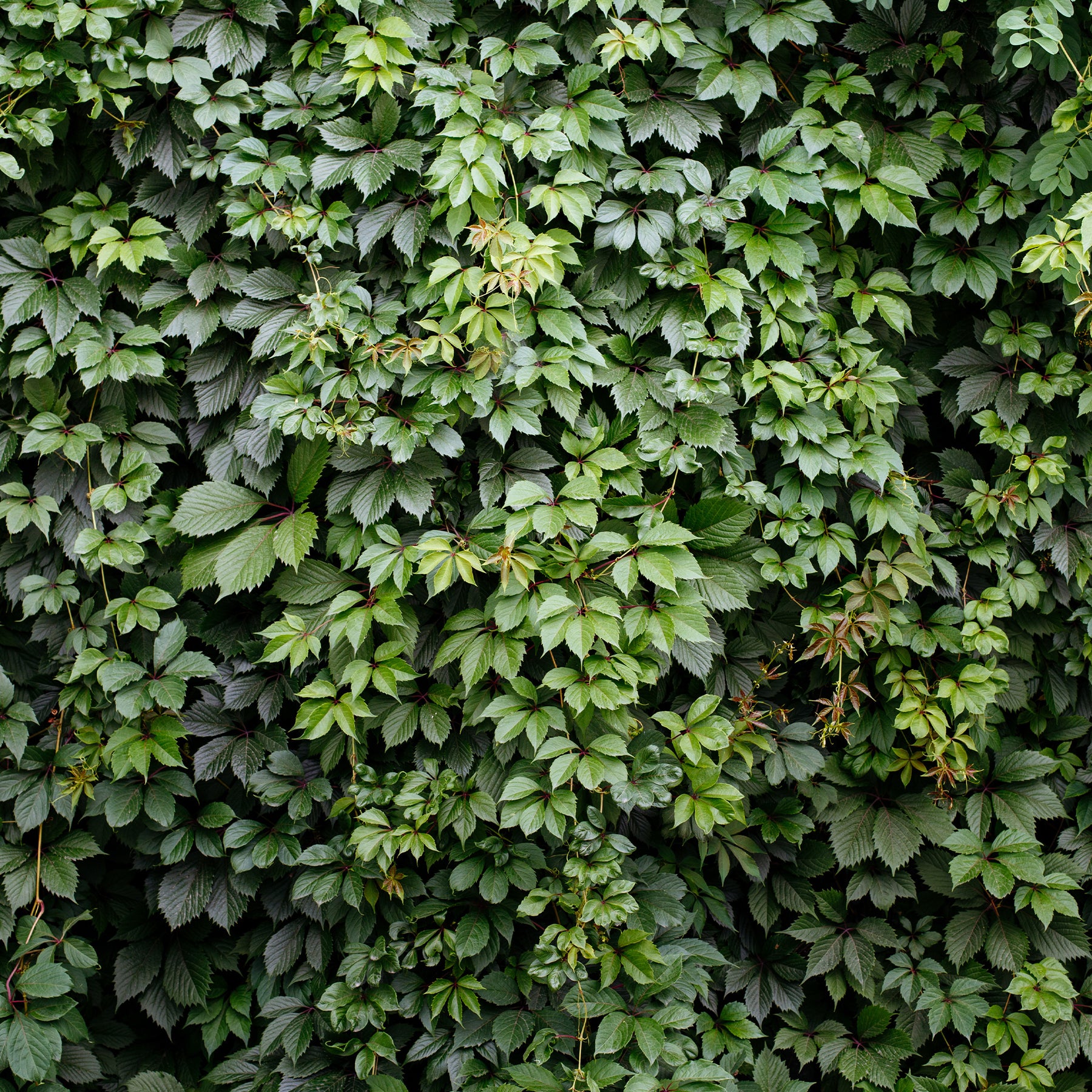 Vente Vigne vierge Engelmannii - Parthenocissus quinquefolia 'engelmannii'