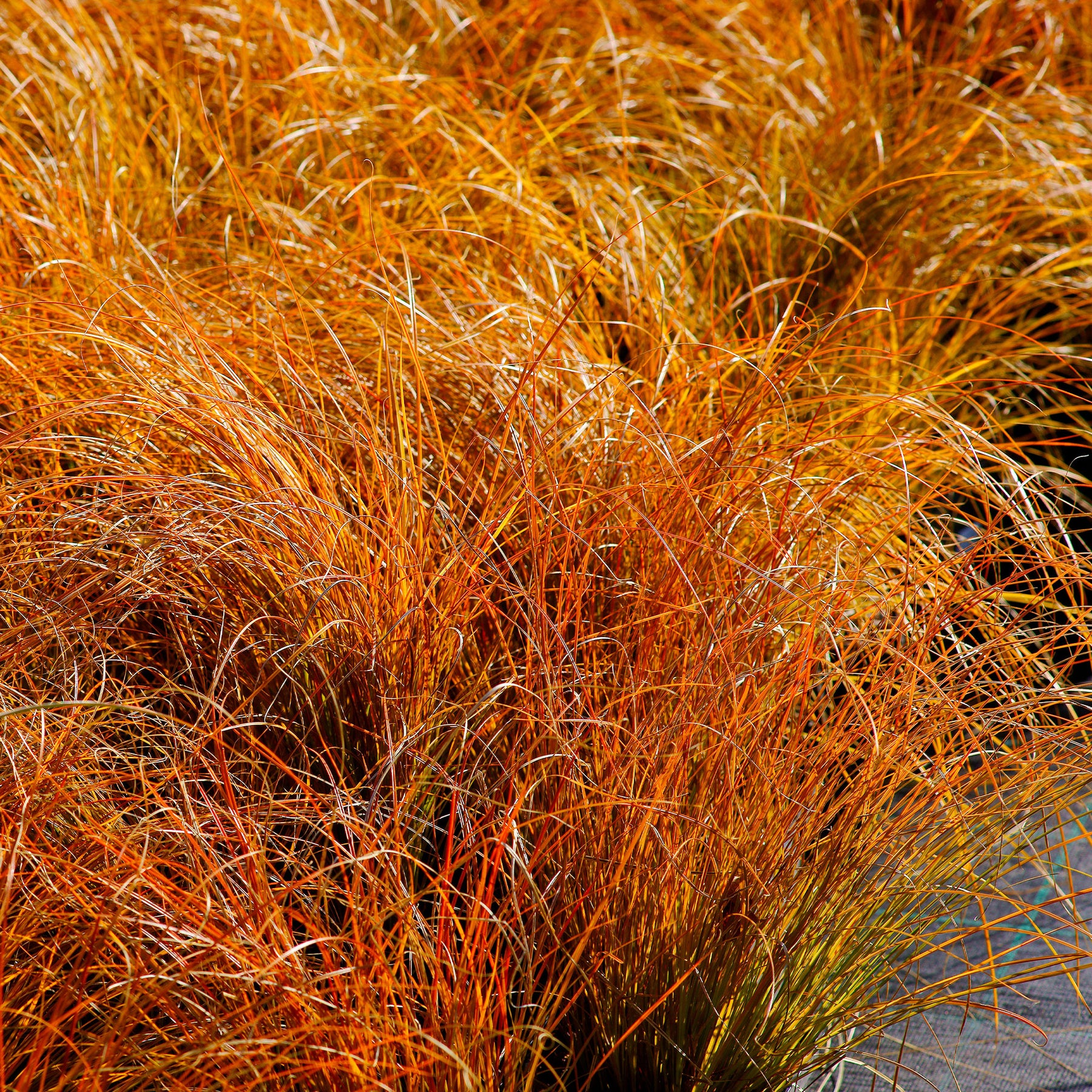 Carex - Laîche orange Prairie Fire - Carex - Carex testacea prairie fire