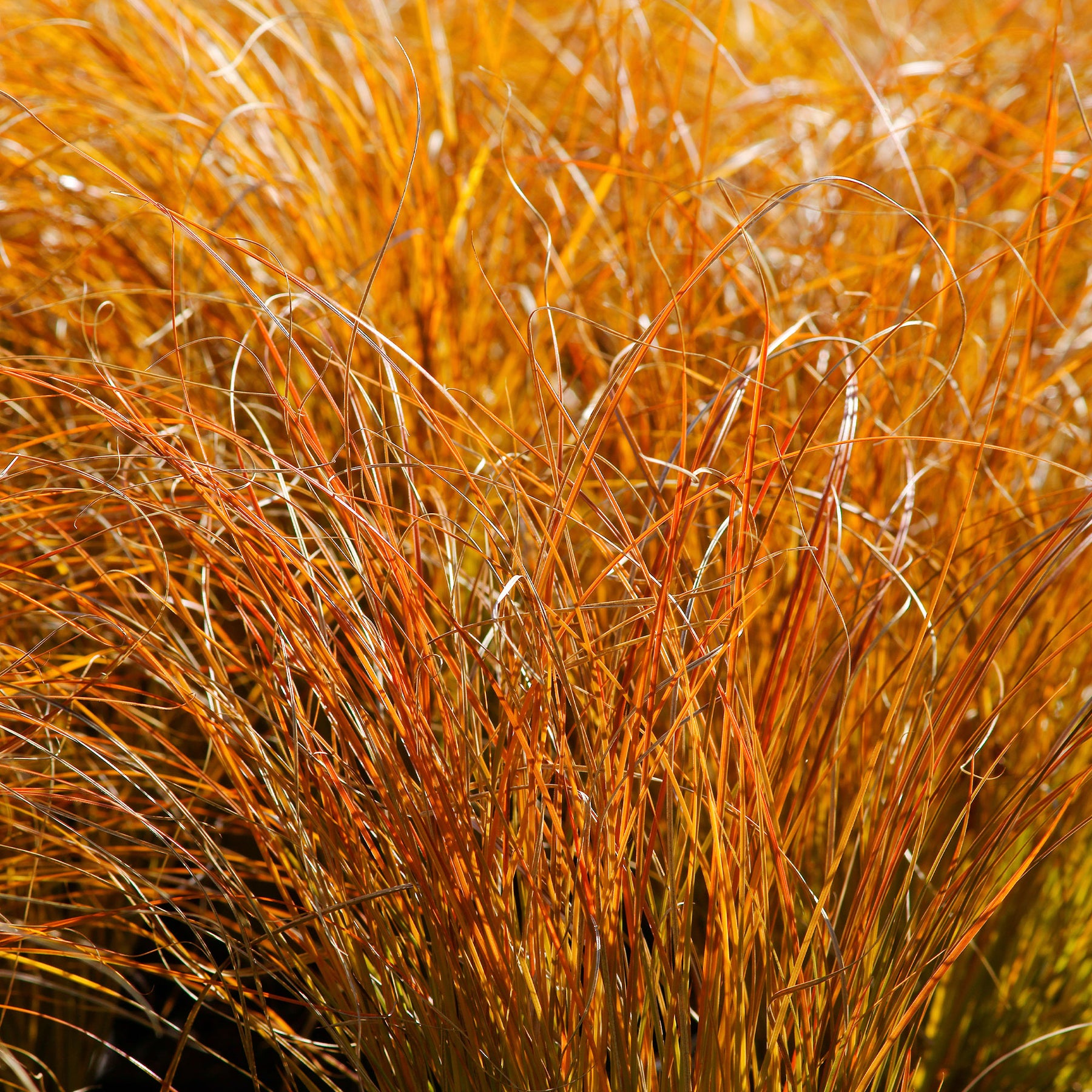 Carex testacea prairie fire - Laîche orange Prairie Fire - Carex - Carex