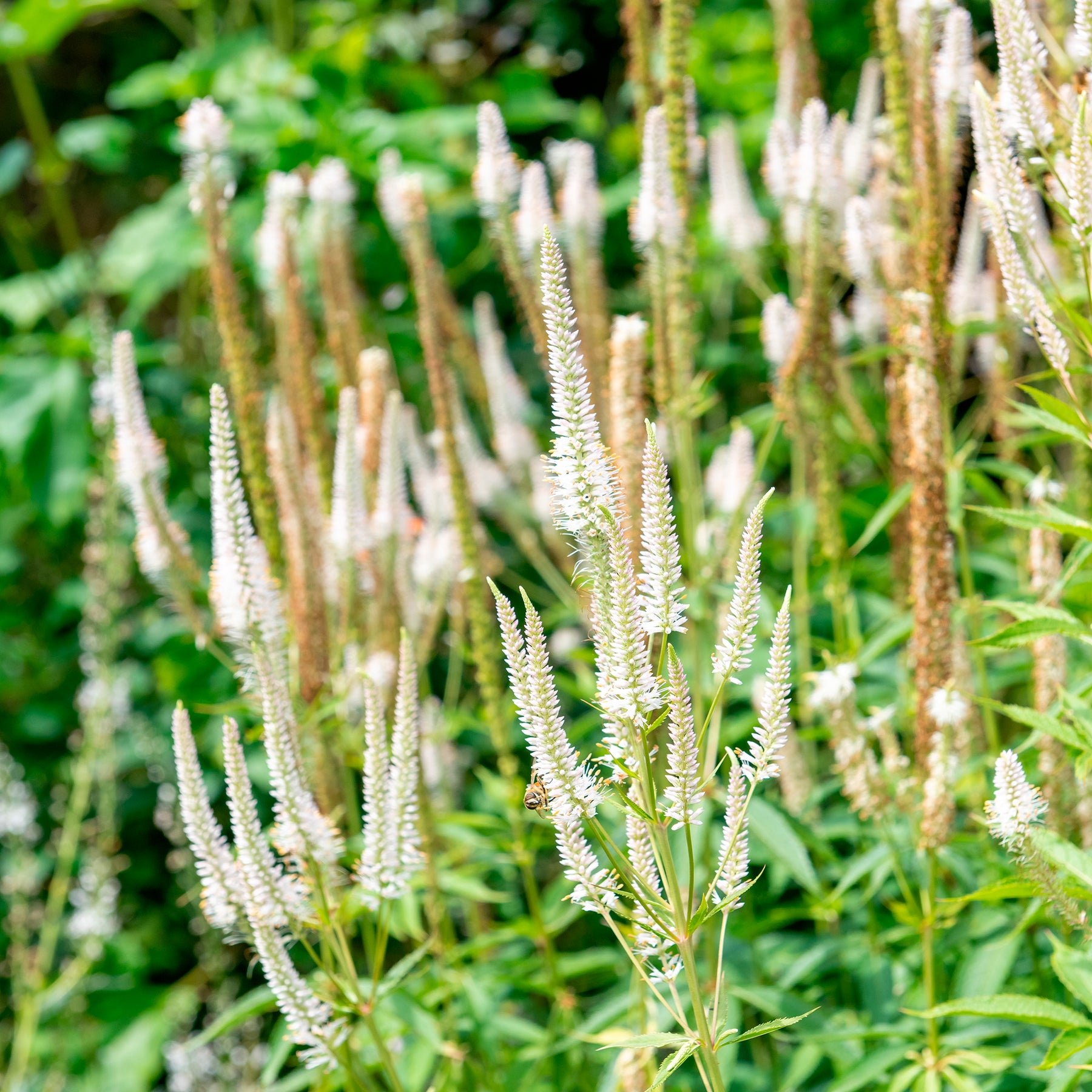  - 5 Vivaces pour prairie fleurie - Collections de vivaces