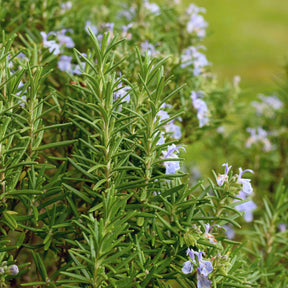 Rosmarinus officinalis - Romarin officinal - Plantes vivaces aromatiques