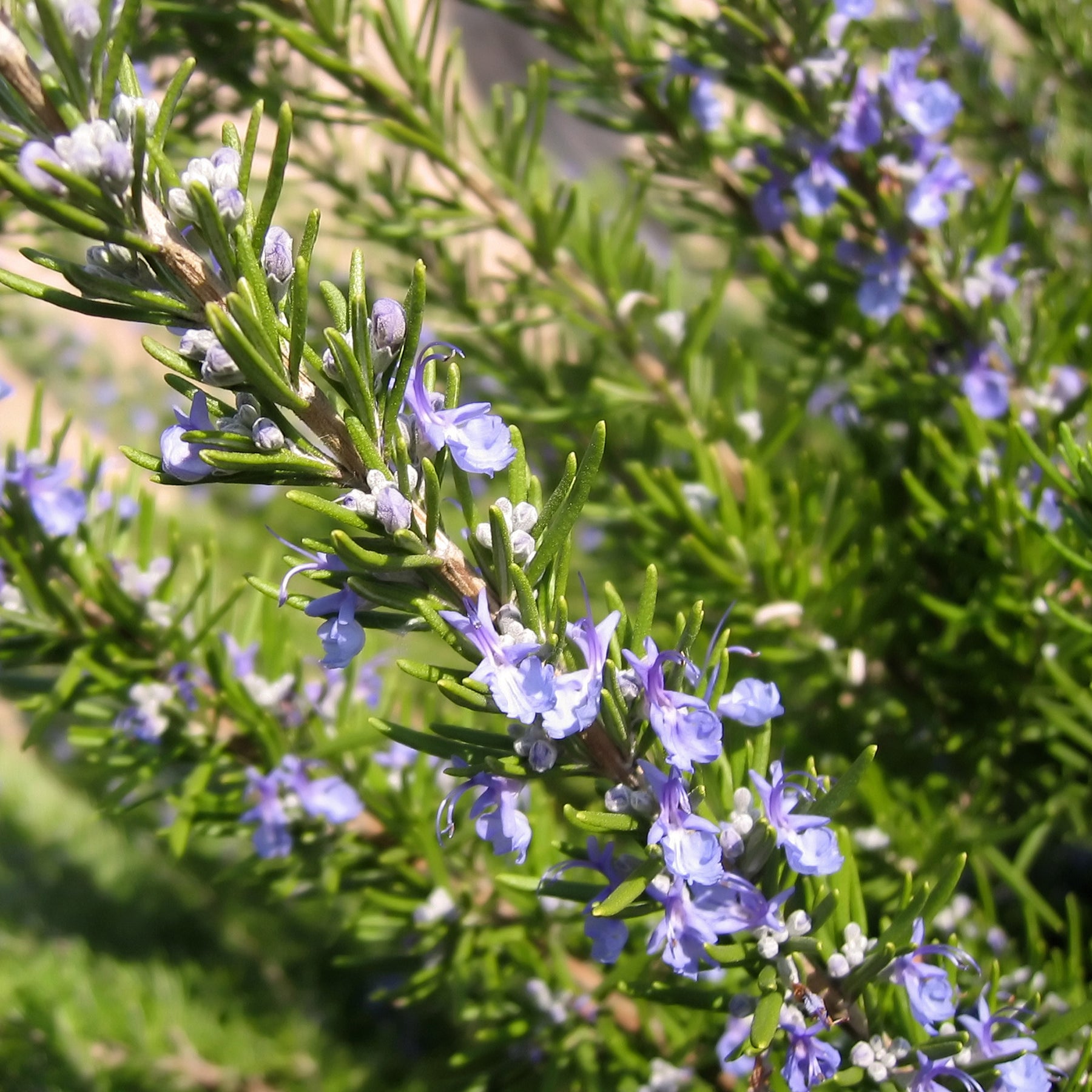 Romarin officinal - Rosmarinus officinalis - Willemse