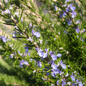 Romarin officinal - Rosmarinus officinalis - Willemse