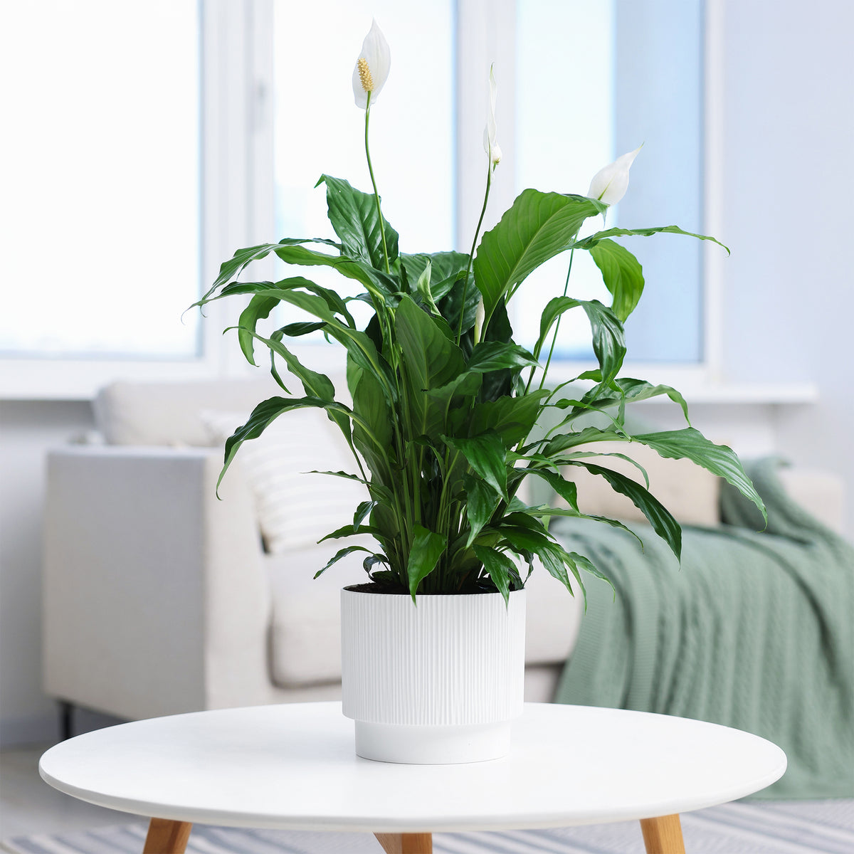 Fleur de lune - Spathiphyllum Pearl Cupido Blanc - Spathiphyllum wallisii 'Pearl Cupido' - Willemse
