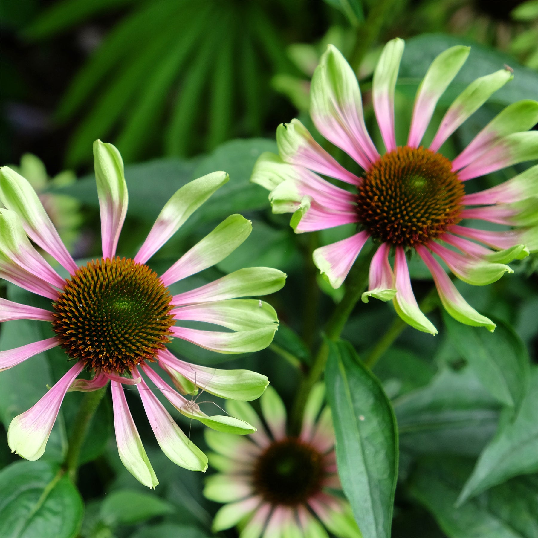 Échinacée pourpre Green Twister - Echinacea purpurea Green Twister - Willemse