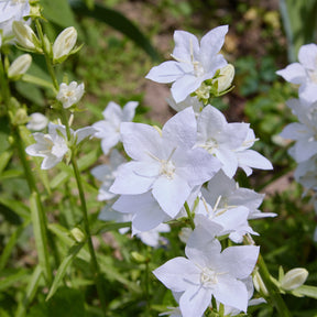 Campanule des Carpates Alba - Campanula carpatica alba - Willemse