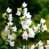 Campanule des Carpates Alba