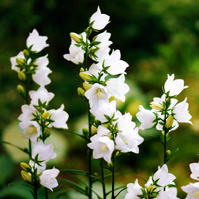 Campanule des Carpates Alba