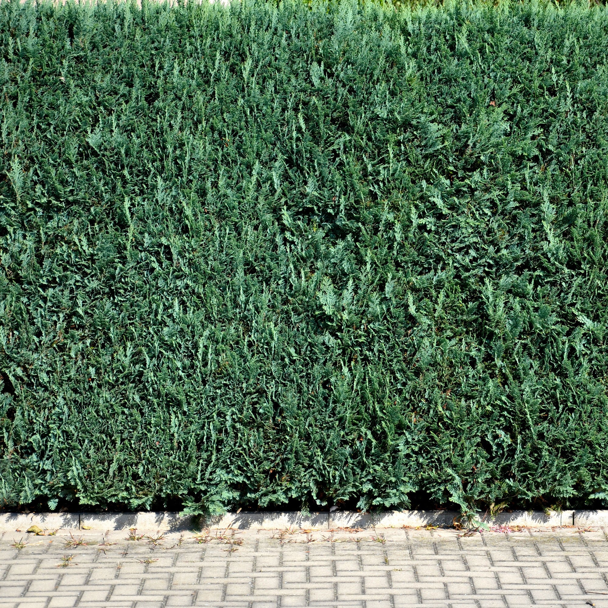 Faux Cyprès de Lawson - Chamaecyparis lawsoniana Columnaris - Willemse