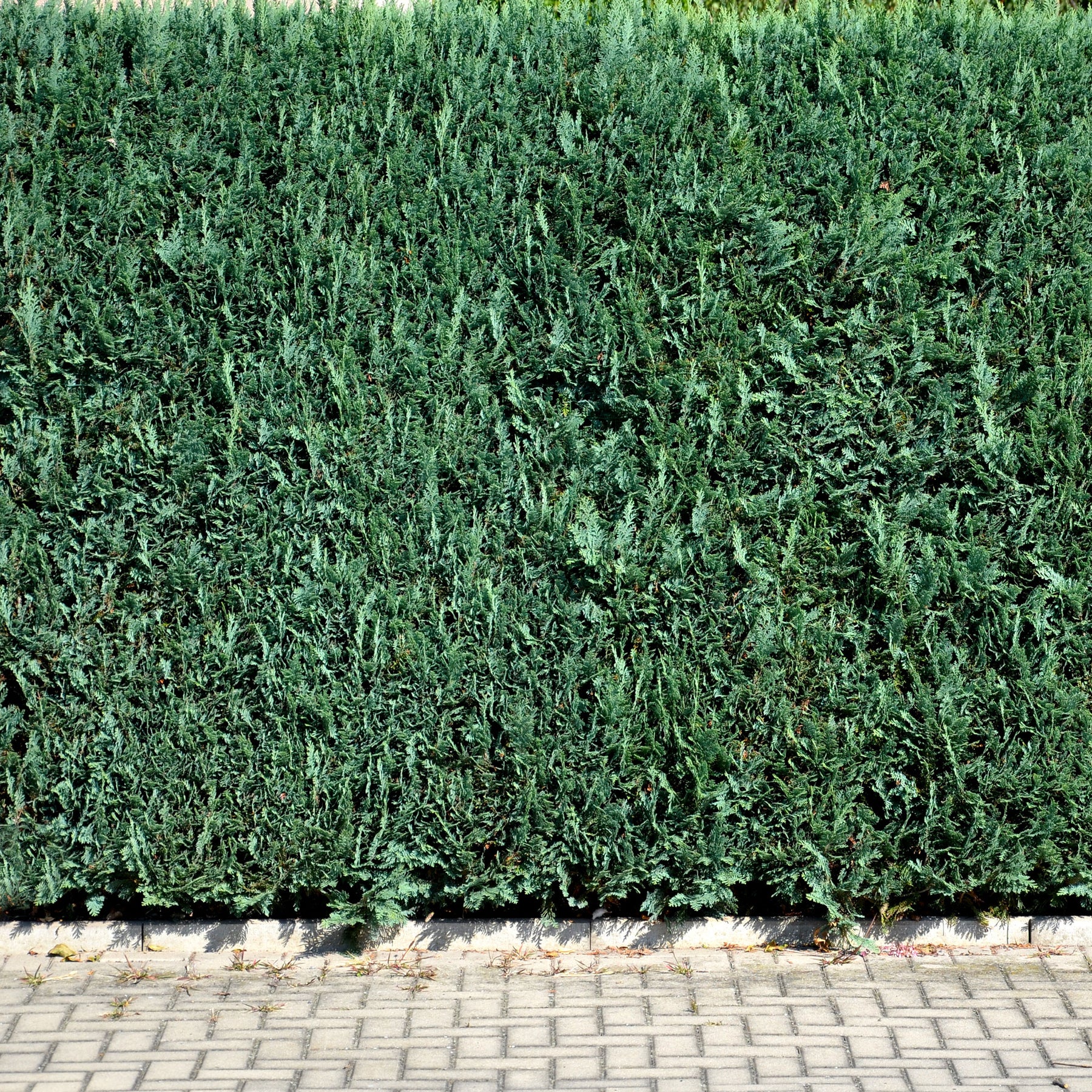 Faux Cyprès de Lawson - Chamaecyparis lawsoniana Columnaris - Willemse