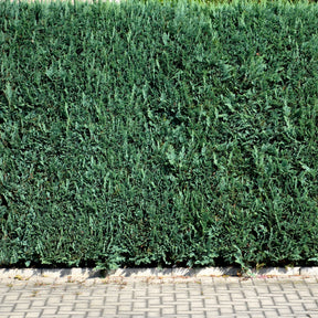 Faux Cyprès de Lawson - Chamaecyparis lawsoniana Columnaris - Willemse