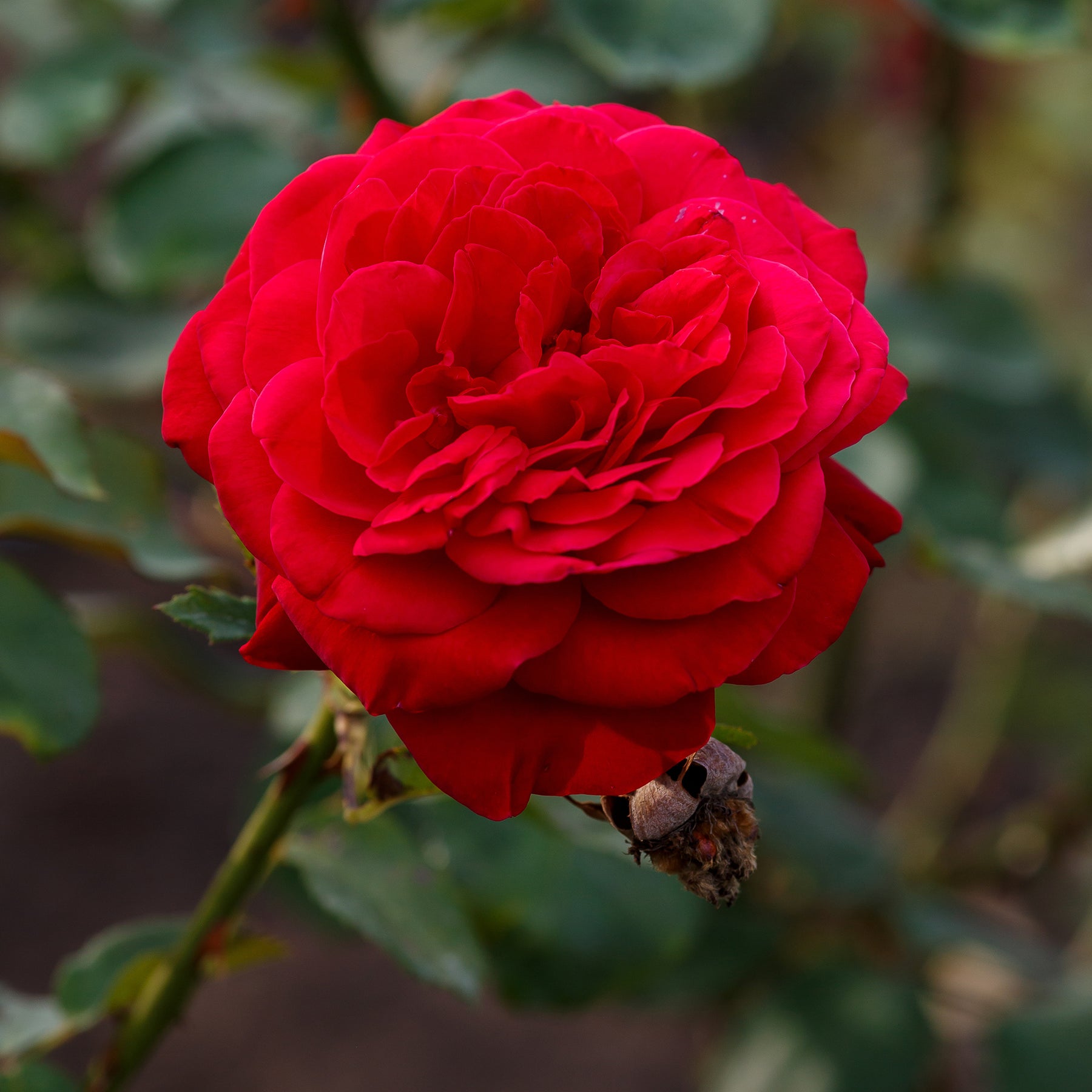 Rosier Dame de Cœur - Willemse
