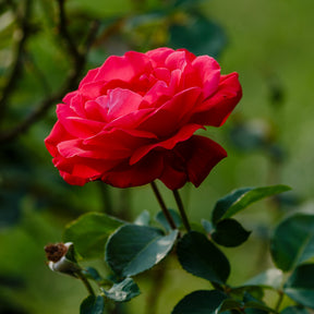 Rosier Dame de Cœur - Rosa dame de cœur, rosa queen of hearts, rosa herz-dame - Willemse
