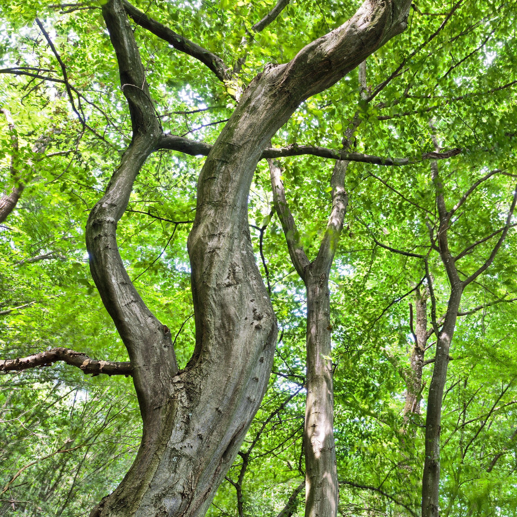 Charme - Charme - Carpinus betulus