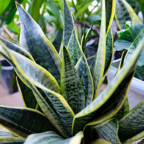 Vente Sansevière futura Superba - Sansevieria futura Superba