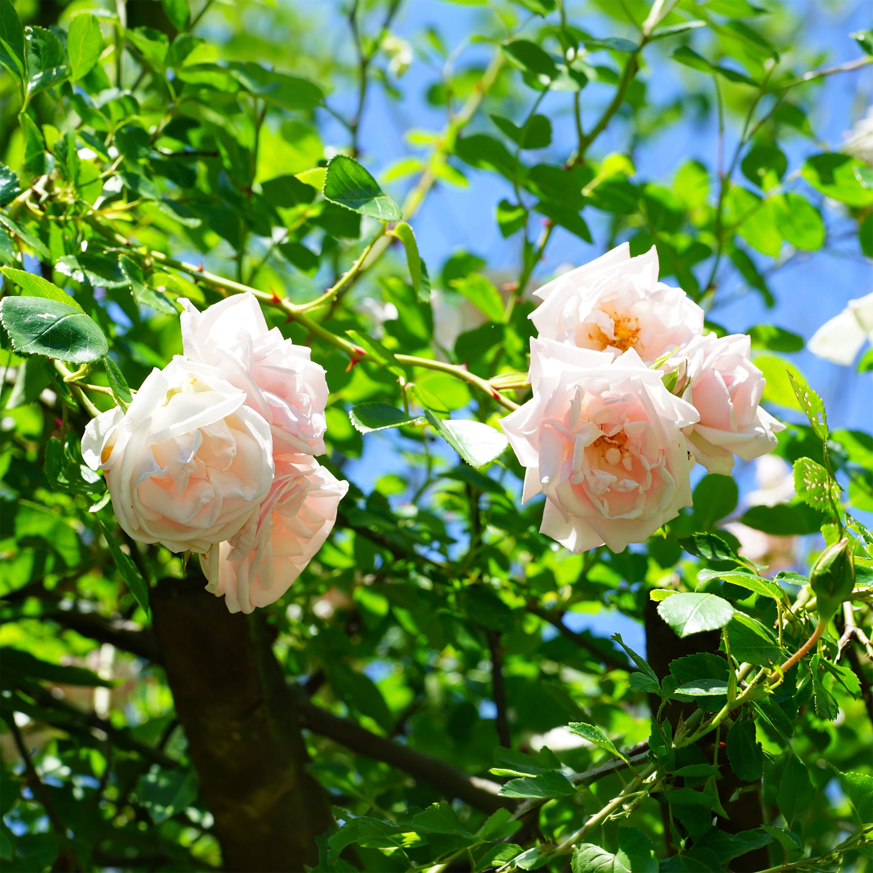 Rosa new dawn - Rosier grimpant New Dawn - Rosiers grimpants