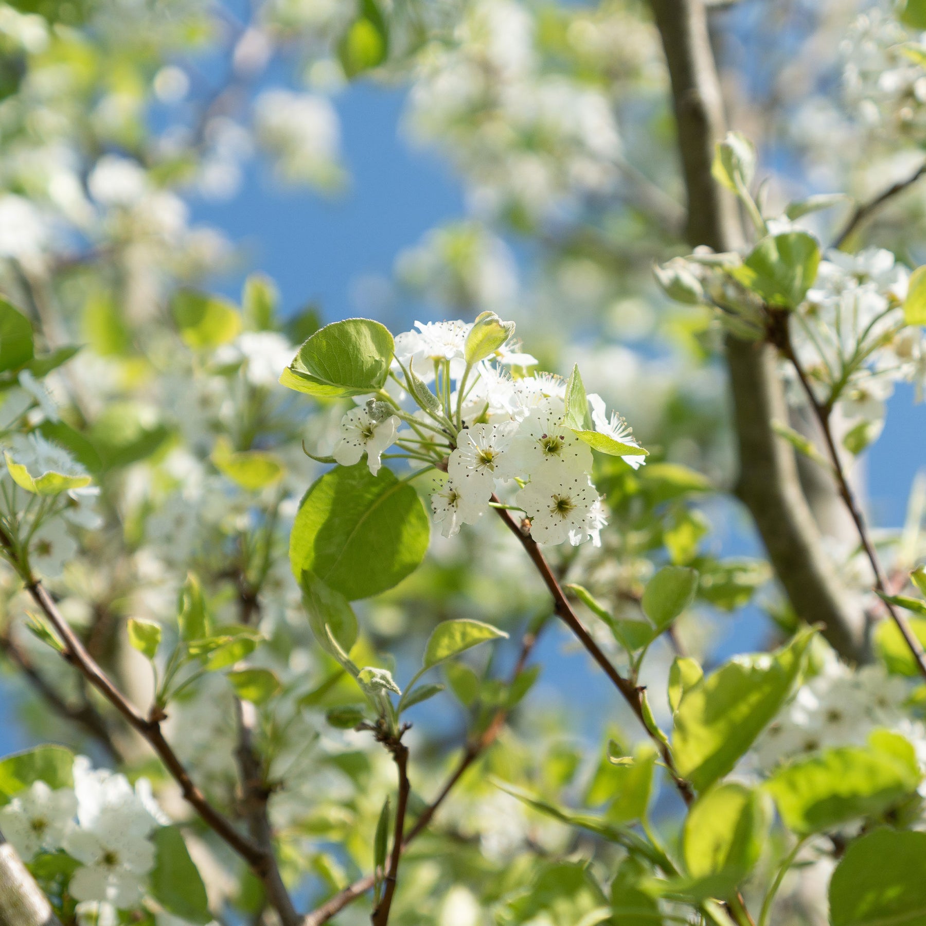 Poirier - Poirier William's - Bon Chrétien - Pyrus communis William's ('bon chrétien')
