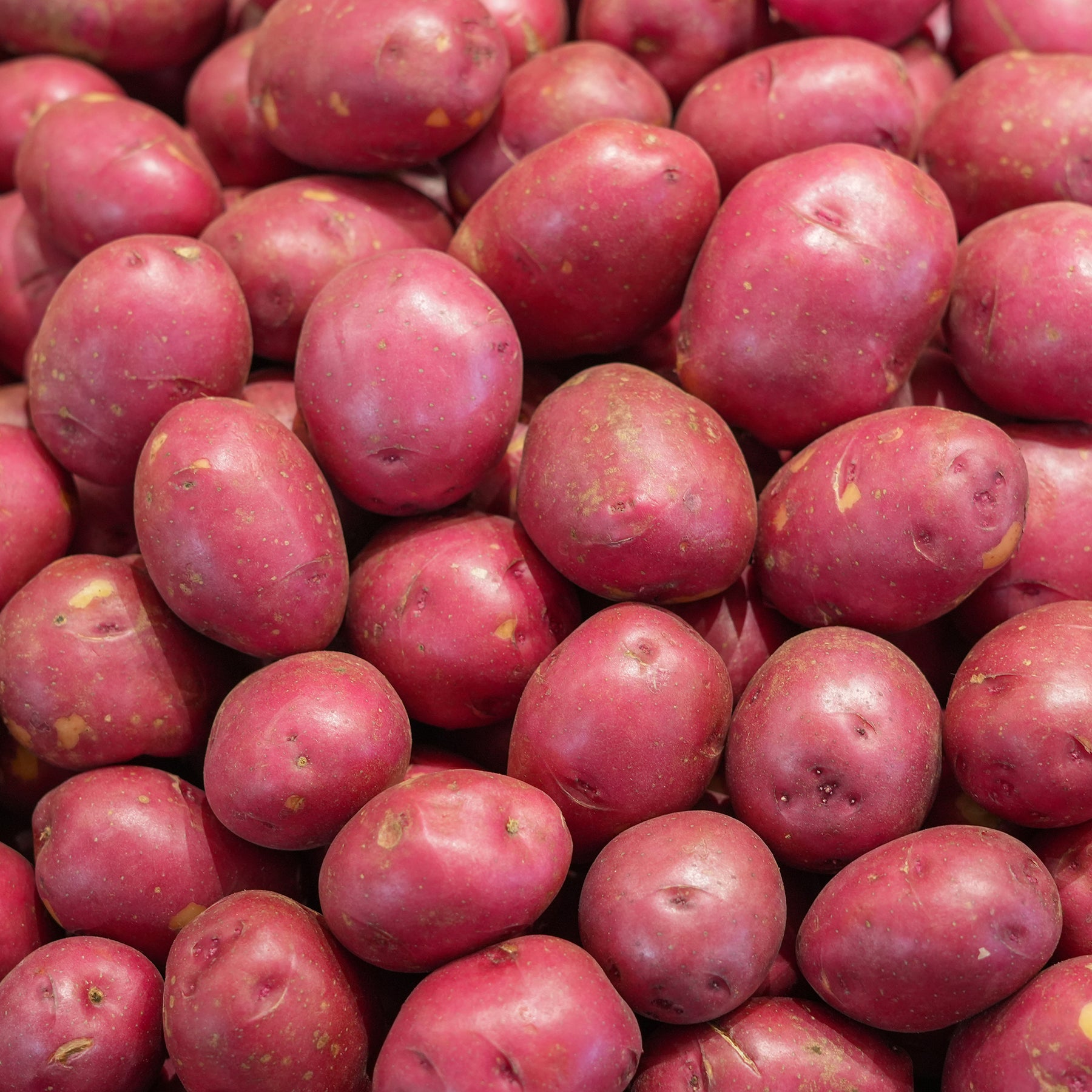 10 Pommes de terre Rouge des Flandres - Willemse