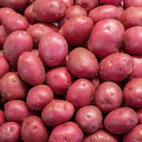 10 Pommes de terre Rouge des Flandres - Willemse