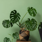 Philodendron Monstera deliciosa - Willemse